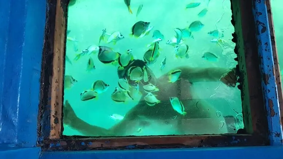 Peces de colores vistos a través del fondo de cristal del yate en Acapulco